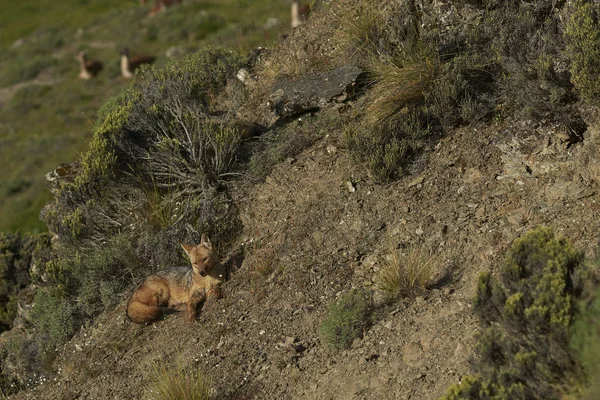 南アメリカの灰色 Fox Lycalopex Griseus チャカブコ パタゴニア チリ北部で日当たりの良い丘の中腹に — ストック写真