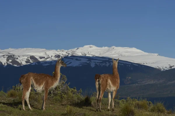 Skupina Guanako Lama Guanicoe Pasoucí Svahu Valle Chacabuco Severní Patagonie — Stock fotografie