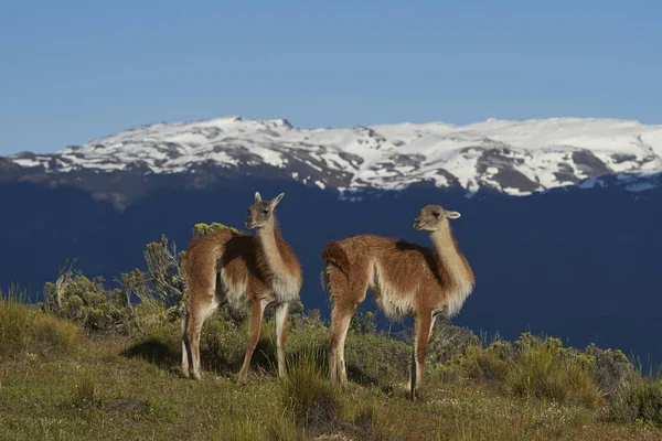 Skupina Guanako Lama Guanicoe Pasoucí Svahu Valle Chacabuco Severní Patagonie — Stock fotografie