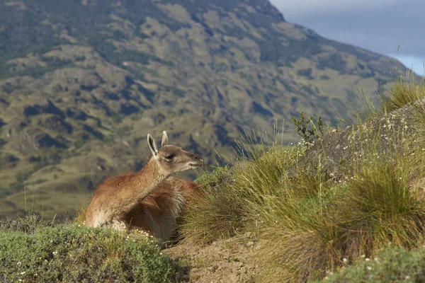Guanako Otrzymanych Zboczu Wzgórza Valle Chacabuco Północnej Patagonii Chile — Zdjęcie stockowe