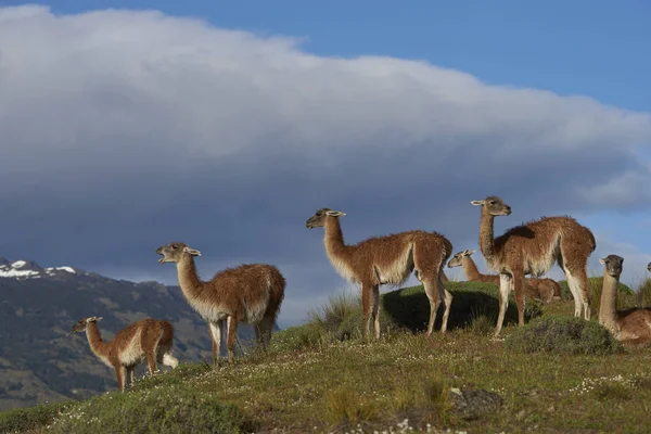 Gruppe Von Guanaco Lama Guanicoe Die Einem Hang Valle Chacabuco — Stockfoto