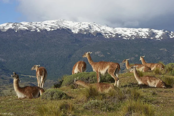 Skupina Guanako Lama Guanicoe Pasoucí Svahu Valle Chacabuco Severní Patagonie — Stock fotografie