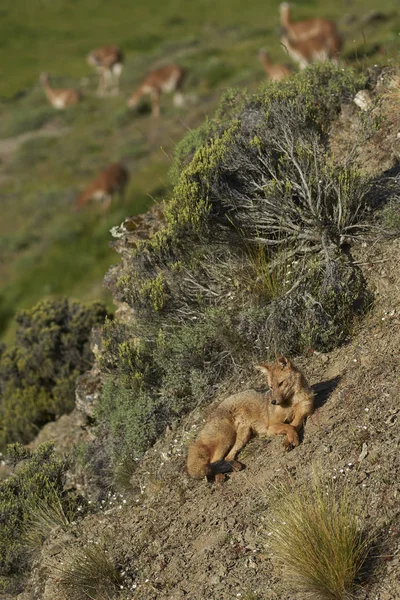 Fox Szary Ameryki Południowej Lycalopex Griseus Słonecznym Wzgórzu Valle Chacabuco — Zdjęcie stockowe