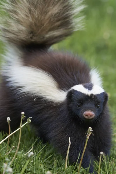 Humboldt Hog Nosed Skunk Conepatus Humboldti Searching Food Valle Chacabuco — Stock Photo, Image