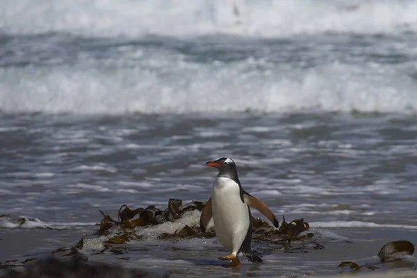 Gentoo Penguin Pygoscelis Papua 在福克兰群岛Saunders岛上的Neck上岸 — 图库照片