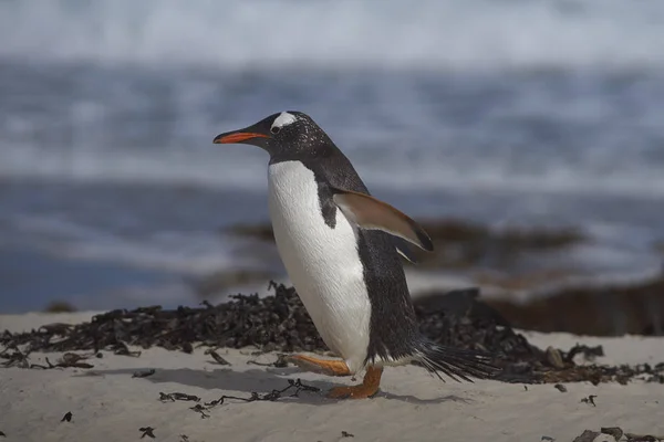 Gentoo Pinguin Pygoscelis Papua Nacken Auf Saunders Island Auf Den — Stockfoto