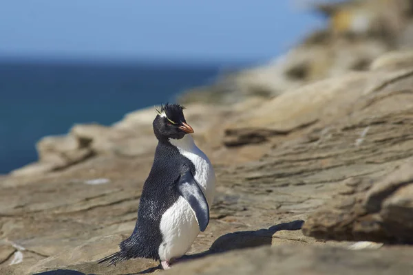 Rockhopper Penguin Eudyptes Chrysocome Στα Βράχια Πάνω Από Λαιμό Στο — Φωτογραφία Αρχείου
