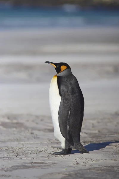 キング ペンギン コウテイ ペンギン属 Patagonicus サンダース島フォークランド諸島では 首に砂浜の上に立って — ストック写真