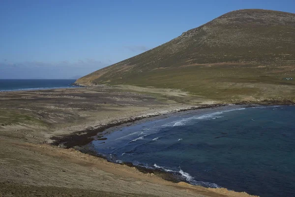 Hångla Saunders Island Falklandsöarna Hem Till Flera Kolonier Gentoo Pingviner — Stockfoto