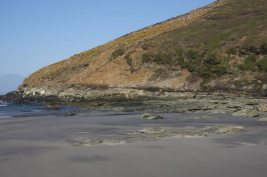 Falkland Adaları 'ndaki Saunders Adası' ndaki The Neck kumsalında.