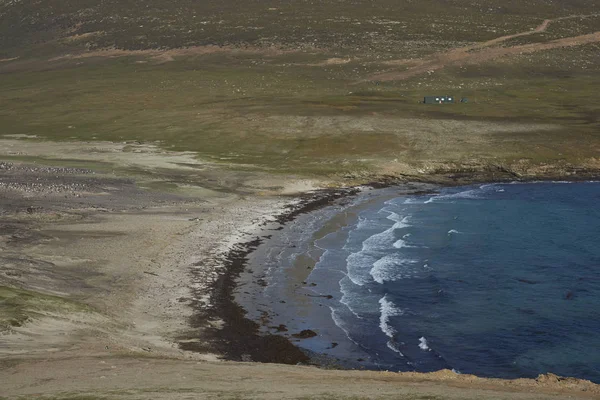 Cou Sur Île Saunders Dans Les Îles Malouines Abrite Plusieurs — Photo