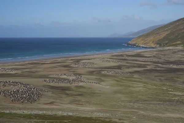 Hångla Saunders Island Falklandsöarna Hem Till Flera Kolonier Gentoo Pingviner — Stockfoto