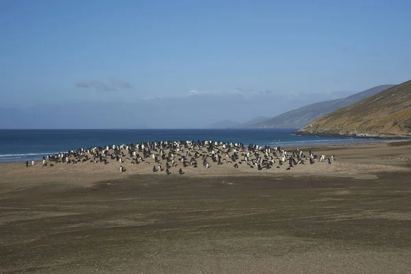 福克兰群岛桑德斯岛上的脖子 多殖民地的巴布亚企鹅 Pygoscelis 巴布亚 和其他野生动物的家园 — 图库照片
