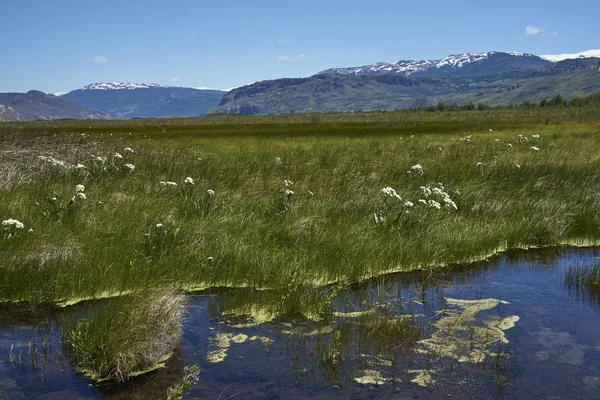 Zone Umide Lungo Base Della Valle Chacabuco Nella Patagonia Settentrionale — Foto Stock