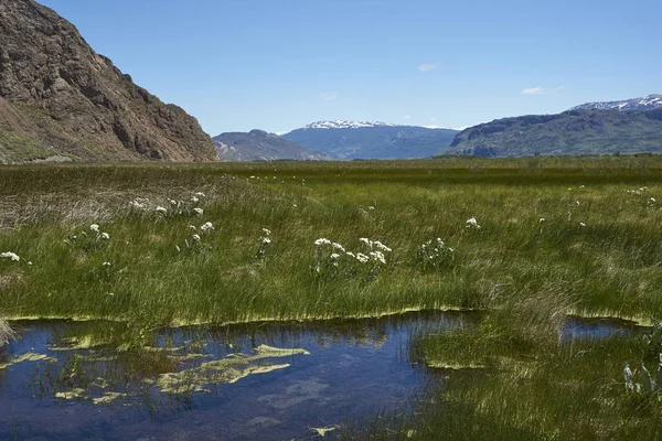 Vizes Élőhelyek Mentén Alap Valle Chacabuco Észak Patagónia Chile — Stock Fotó