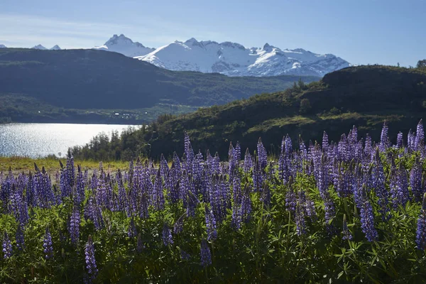 Primavera Patagonia Altramuces Floreciendo Orilla Del Lago General Carrera Patagonia — Foto de Stock