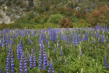 Bahar Patagonya '. Güney Şili'deki Carretera Austral boyunca Rio el kanalı'nın kıyısında çiçekli lupins.