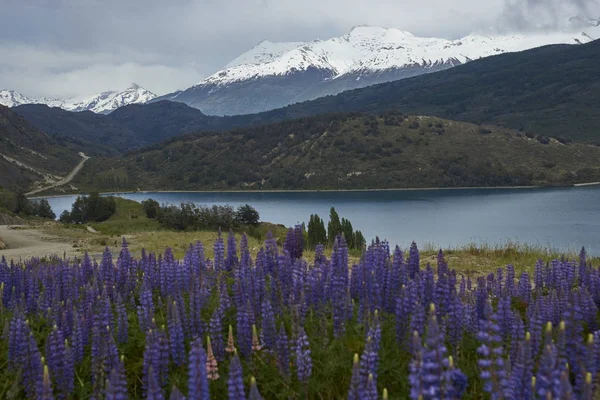 Весна Патагонії Lupins Цвітіння Березі Lago Генеральний Carrera Північній Патагонії — стокове фото