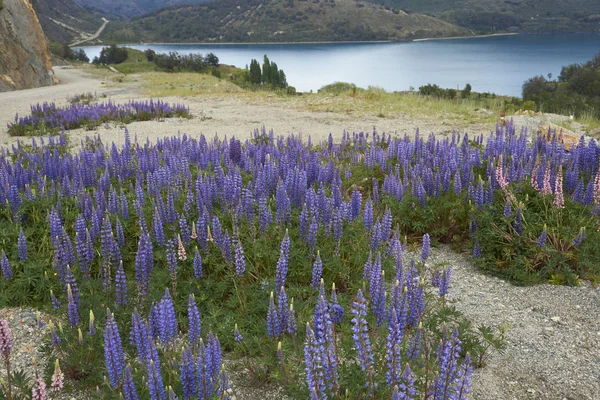 Frühling Patagonien Lupinen Blühen Ufer Des Lago General Carrera Nordpatagonien — Stockfoto