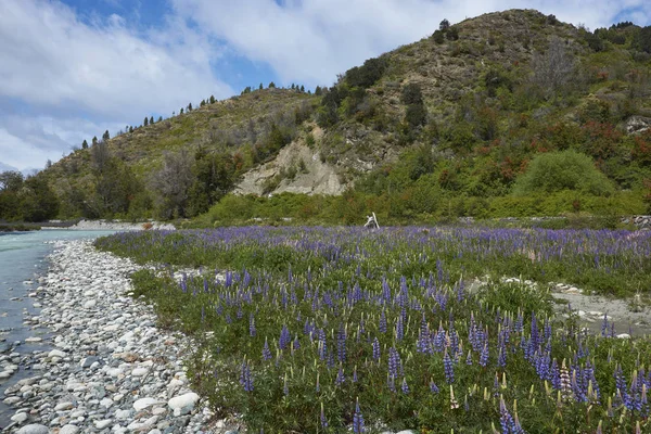 Primavera Patagonia Lupini Fiore Sulle Rive Del Rio Canal Lungo — Foto Stock