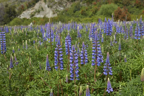 Voorjaar Patagonië Lupine Bloei Aan Oevers Van Rio Canal Langs — Stockfoto