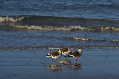 Grup Saunders Adası Falkland Adaları'nda bir plajda yunus martı (Leucophaeus scoresbii).