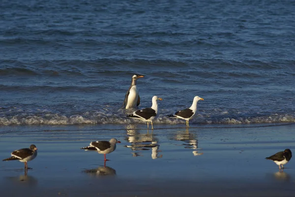 Falkland Adaları 'ndaki Carcass Adası kıyısındaki Yunus Martıları (Leucophaeus)