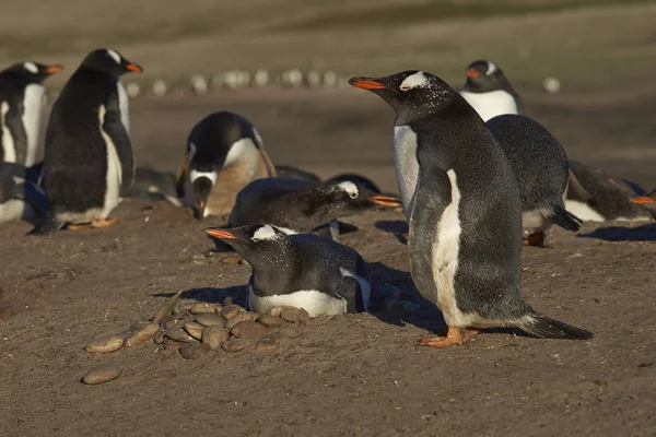 Hodowlane Stado Pingwinów Gentoo Pygoscelis Papua Szyjce Wyspie Saunders Wyspach — Zdjęcie stockowe