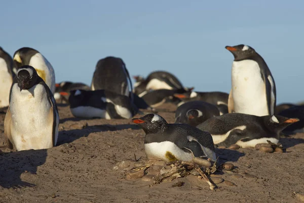 Hodowlane Stado Pingwinów Gentoo Pygoscelis Papua Szyjce Wyspie Saunders Wyspach — Zdjęcie stockowe