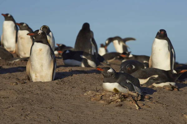 Colonie Reproductrice Manchots Gentoo Pygoscelis Papua Col Île Saunders Dans — Photo