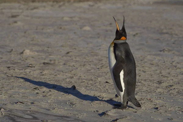 King Penguin Calling Beach Volunteer Point Falkland Islands — Zdjęcie stockowe