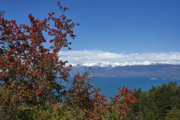 Полум Квітучі Чагарники Вздовж Carretera Austral Поруч Блакитними Водами Lago — стокове фото