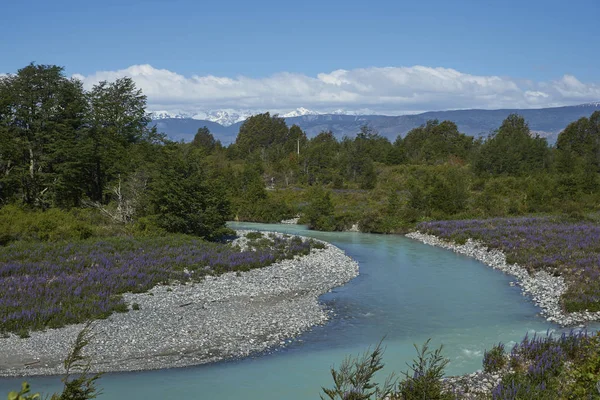 Primavera Patagonia Altramuces Florecen Las Orillas Del Río Canal Largo — Foto de Stock