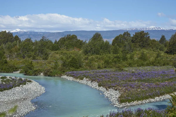 Весна Патагонії Lupins Цвітіння Березі Каналу Rio Уздовж Південного Чилі — стокове фото