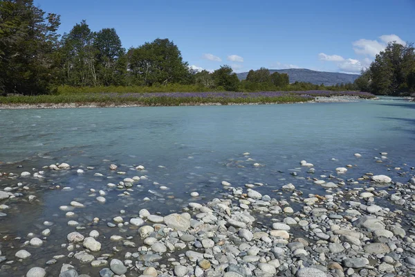 Primavera Patagonia Lupini Fiore Sulle Rive Del Rio Canal Lungo — Foto Stock