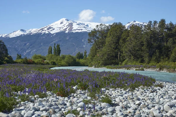 Primavera Patagonia Lupini Fiore Sulle Rive Del Rio Canal Lungo — Foto Stock