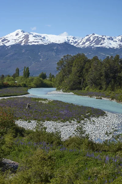 Wiosna Patagonii Łubin Kwitnienia Nad Brzegiem Canal Rio Wzdłuż Carretera — Zdjęcie stockowe