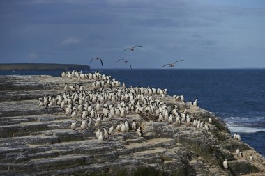 İmparatorluk Tepeli karabatak (Phalacrocorax atriceps albiventer) Falkland Adaları Bleaker sahil adada büyük grup