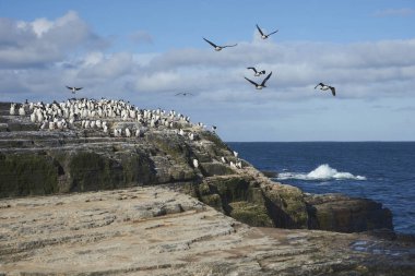 İmparatorluk Tepeli karabatak (Phalacrocorax atriceps albiventer) Falkland Adaları Bleaker sahil adada büyük grup