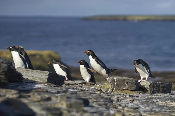 Πιγκουίνοι Rockhopper Eudyptes Chrysocome Επιστρέφουν Στην Αποικία Τους Στα Βράχια — Φωτογραφία Αρχείου