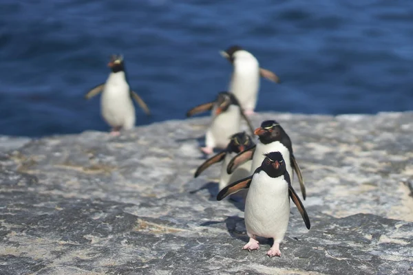 Rockhopper Penguins Eudyptes Krysocome Återvänder Till Sin Koloni Klipporna Bleaker — Stockfoto