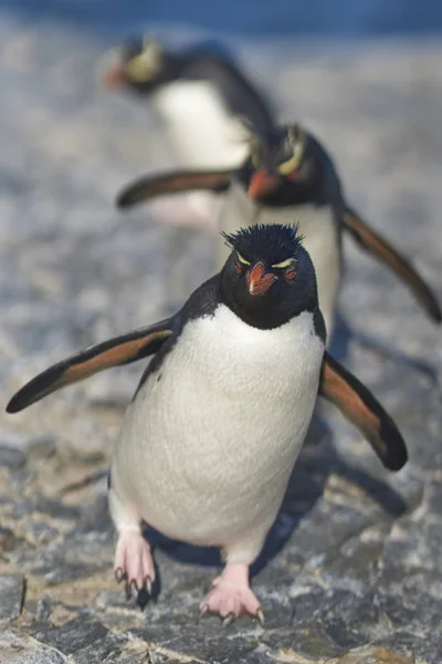 Rockhopper Penguins Eudyptes Chrysocome Keren Terug Naar Hun Kolonie Kliffen — Stockfoto