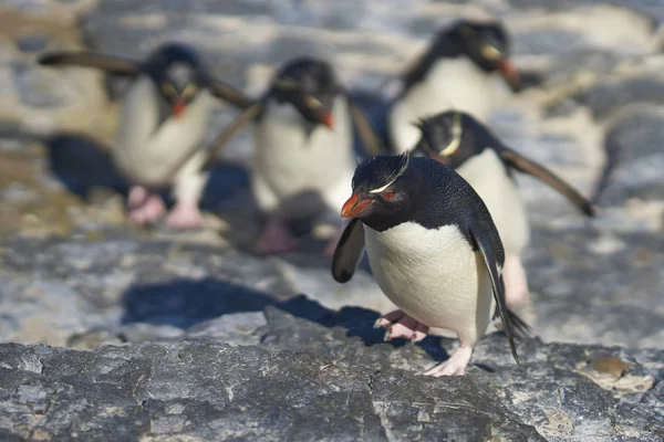 Los Pingüinos Rockhopper Eudyptes Chrysocome Regresan Colonia Los Acantilados Isla —  Fotos de Stock