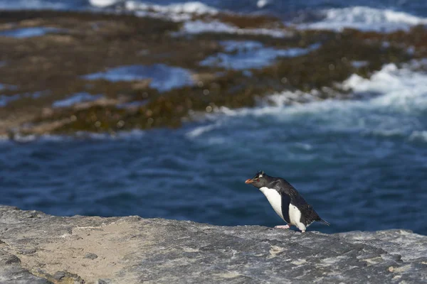 企鹅企鹅 Eudyptes Chrysocome 返回它在福克兰群岛的悬崖上的殖民地 — 图库照片