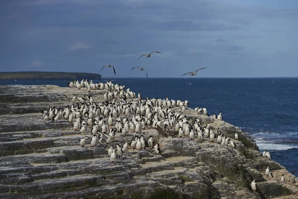 Duża Grupa Imperial Shag Phalacrocorax Atriceps Albiventer Wyspie Wybrzeża Bleaker — Zdjęcie stockowe