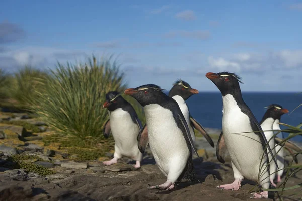 Pinguins Rockhopper Eudyptes Chrysocome Retornam Sua Colônia Nas Falésias Ilha — Fotografia de Stock