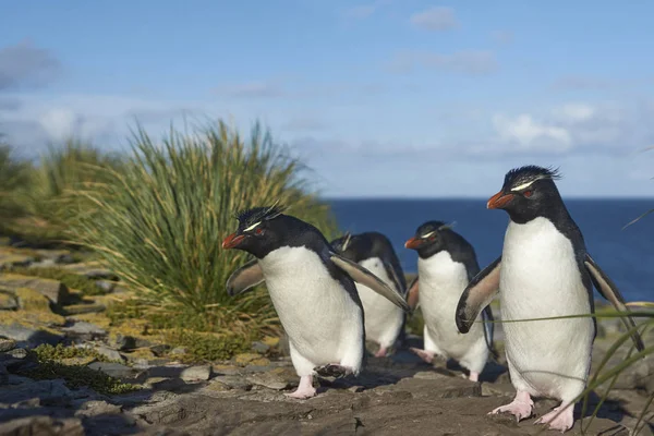 Rockhopper Penguins Eudyptes Chrysocome Visszatér Kolónia Sziklák Bleaker Island Falkland — Stock Fotó