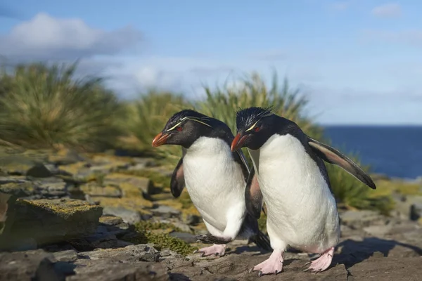Рокхопперские Пингвины Eudyptes Chrysocome Возвращаются Свою Колонию Скалах Острова Бликер — стоковое фото