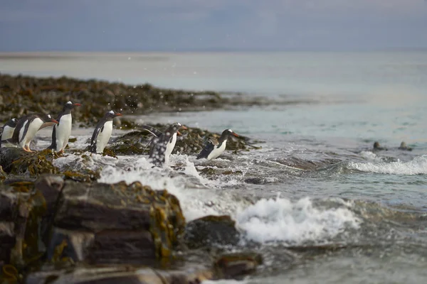 位于福克兰群岛布雷克岛的Gentoo Penguin Pygoscelis Papua 一大早在一个布满岩石的海藻的海滩上出海 — 图库照片