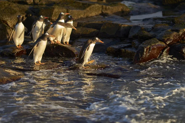 Gentoo Penguin Pygoscelis Papua Dirige Mar Temprano Mañana Una Playa —  Fotos de Stock